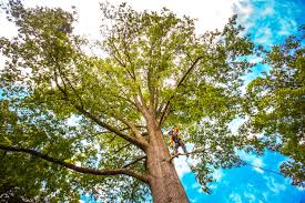 Best Hazardous Tree Removal  in Isle Of Palms, SC