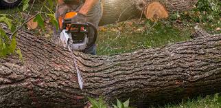 How Our Tree Care Process Works  in  Isle Of Palms, SC