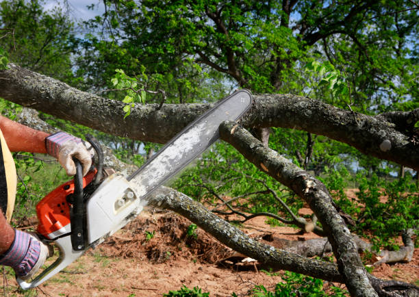 Best Fruit Tree Pruning  in Isle Of Palms, SC