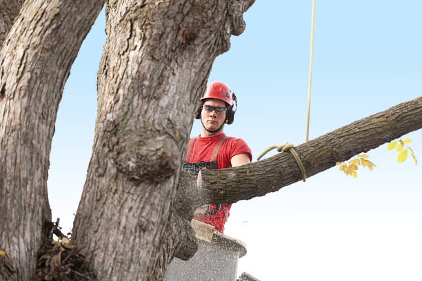 Best Tree and Shrub Care  in Isle Of Palms, SC